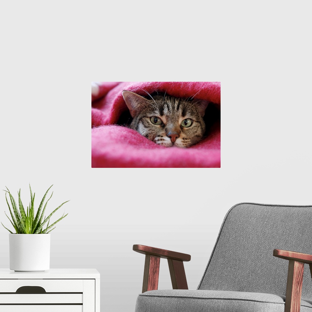 A modern room featuring Cat hidden in pink rug.