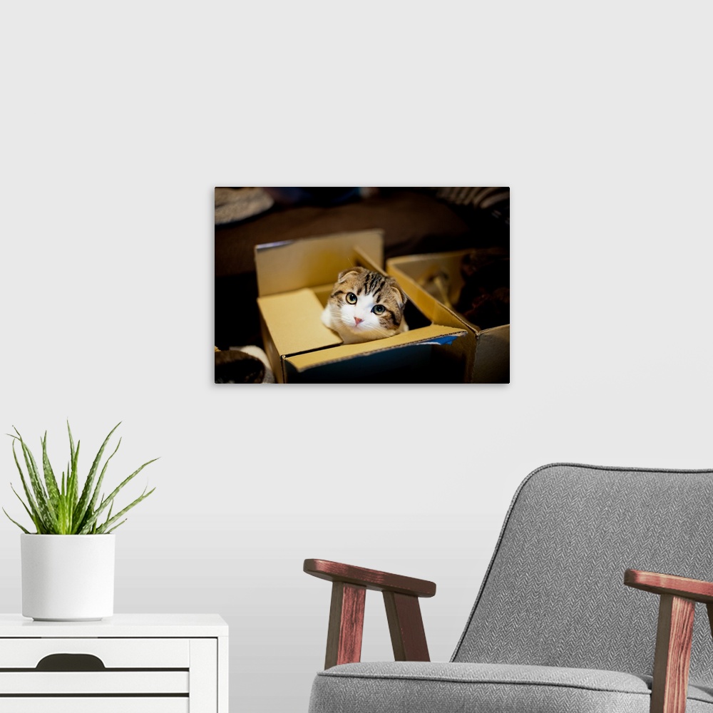 A modern room featuring Cat in box and looking up.