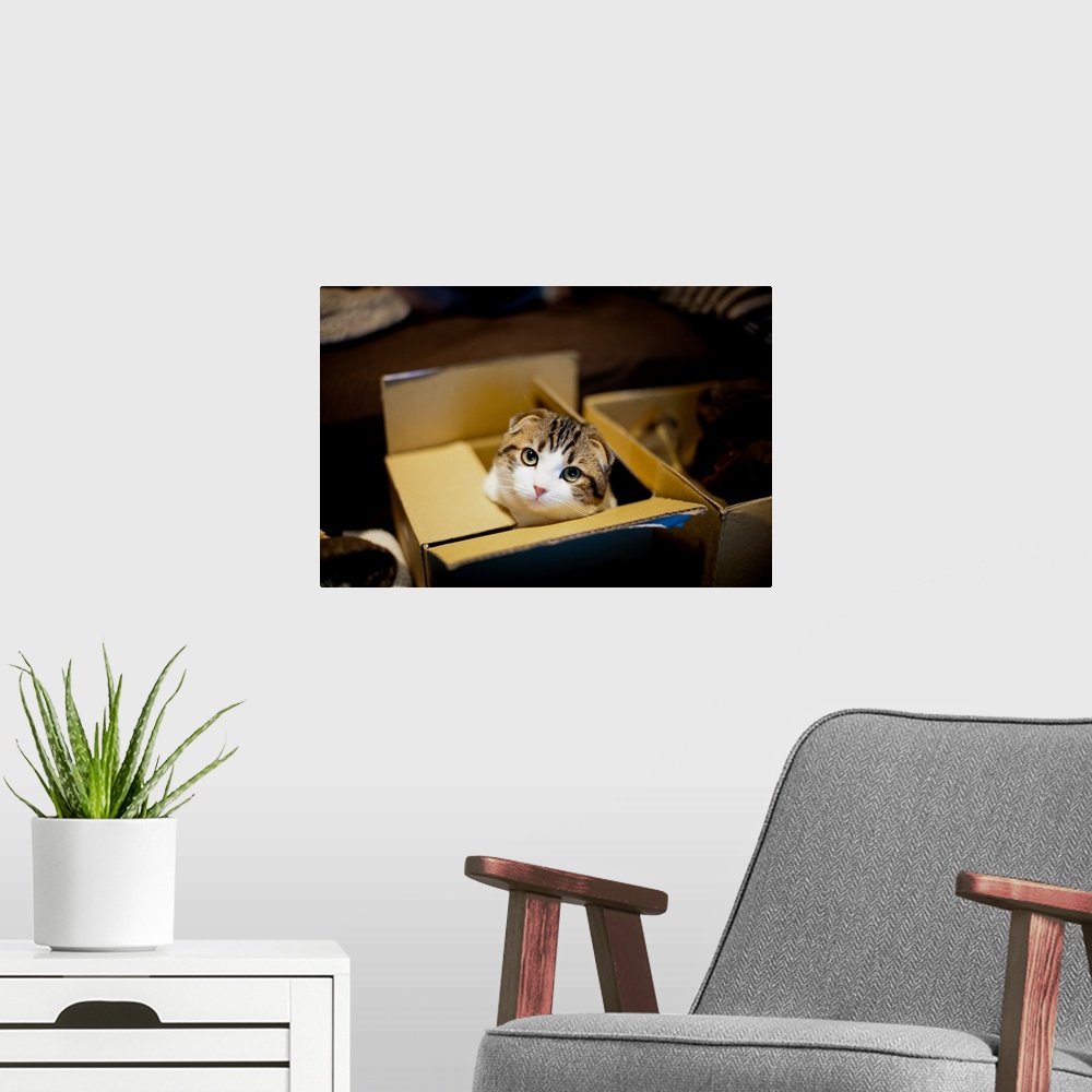 A modern room featuring Cat in box and looking up.