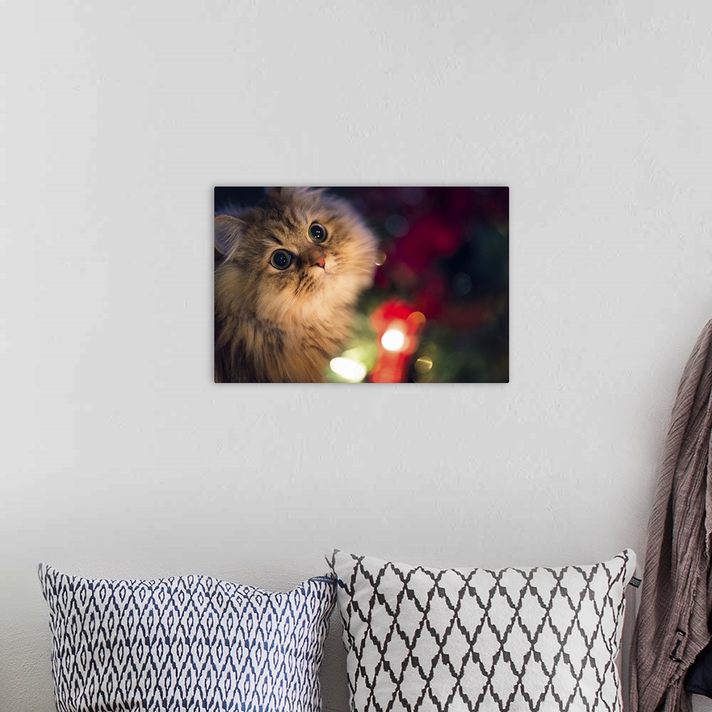 A bohemian room featuring Cat brown Persian cat lit beside a Christmas tree