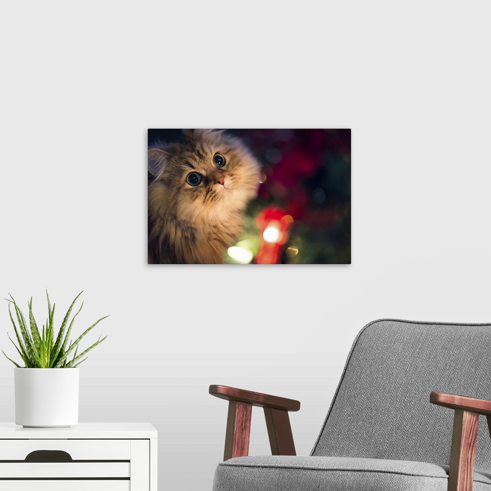 A modern room featuring Cat brown Persian cat lit beside a Christmas tree