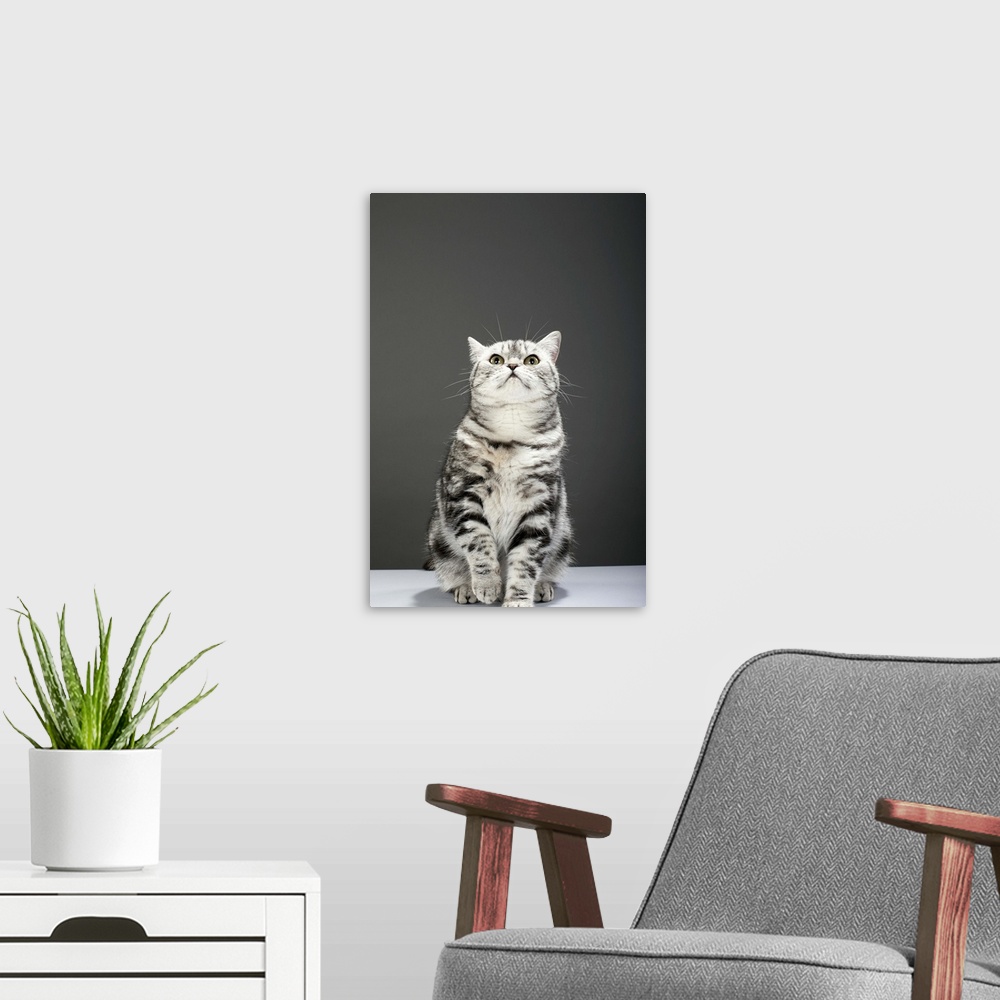 A modern room featuring Cat looking up