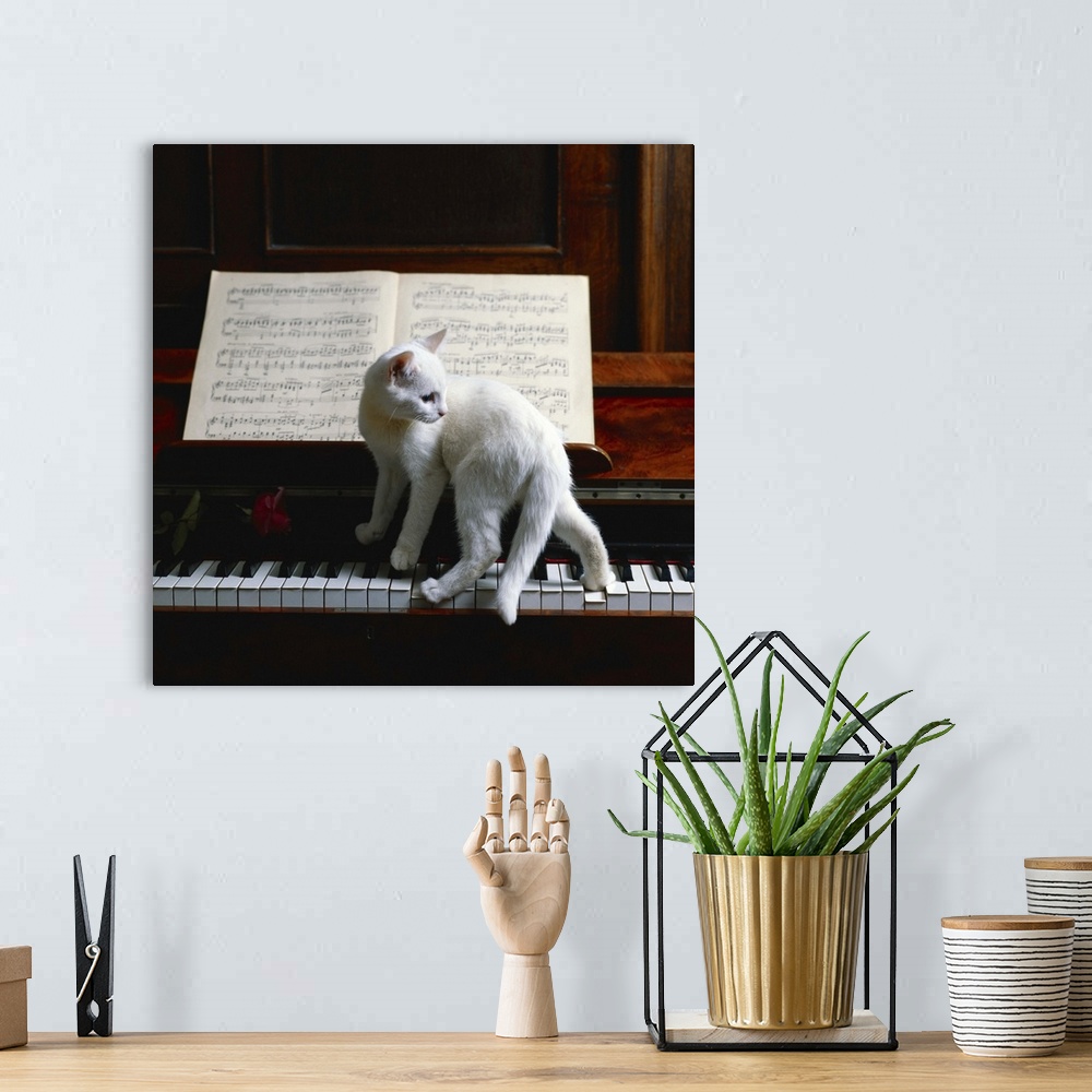 A bohemian room featuring Cat on piano