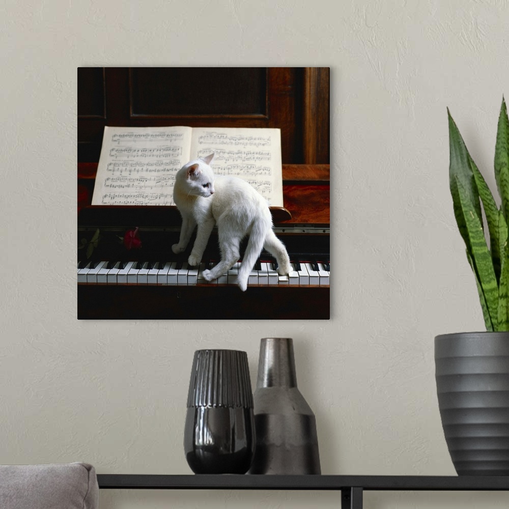 A modern room featuring Cat on piano