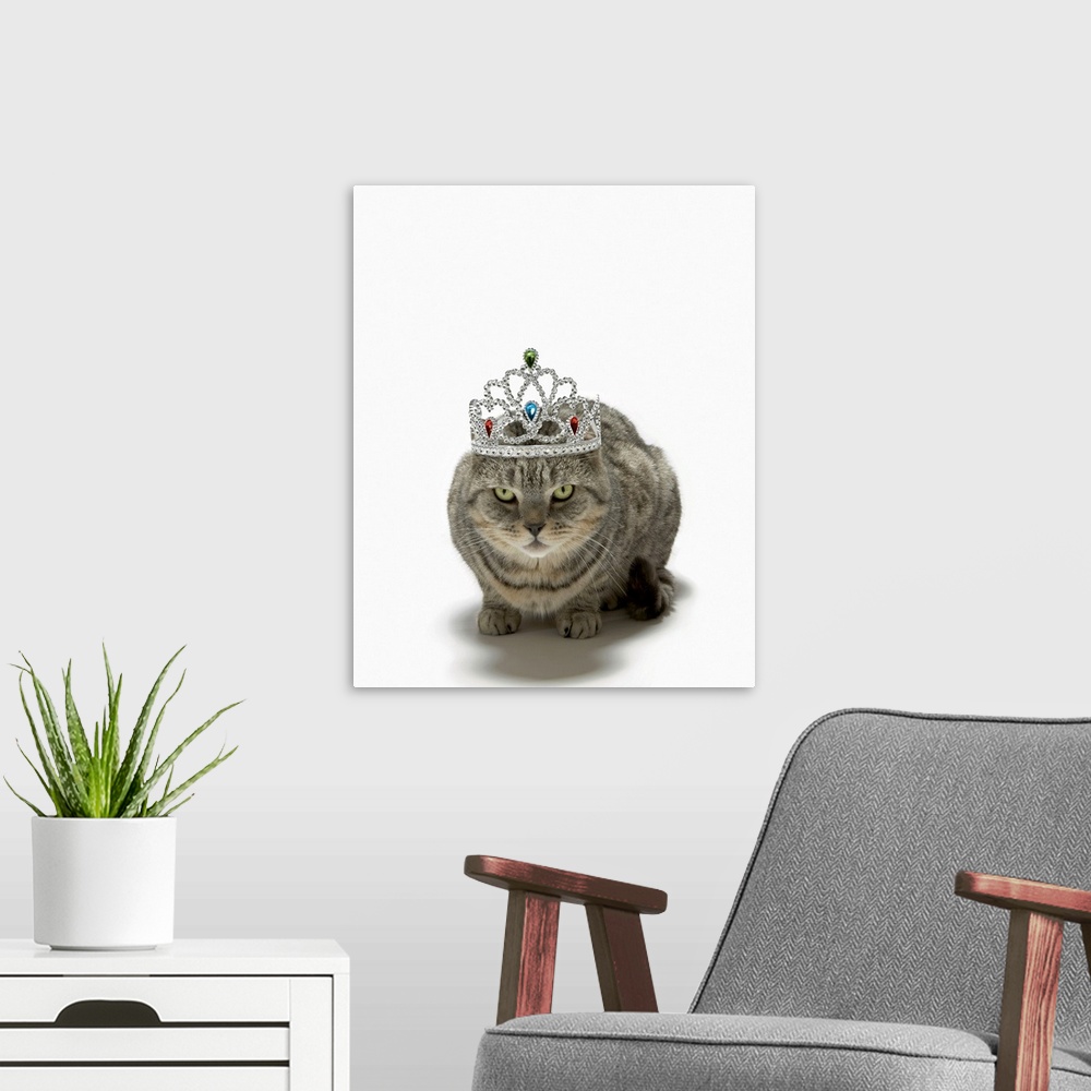 A modern room featuring Cat wearing a tiara