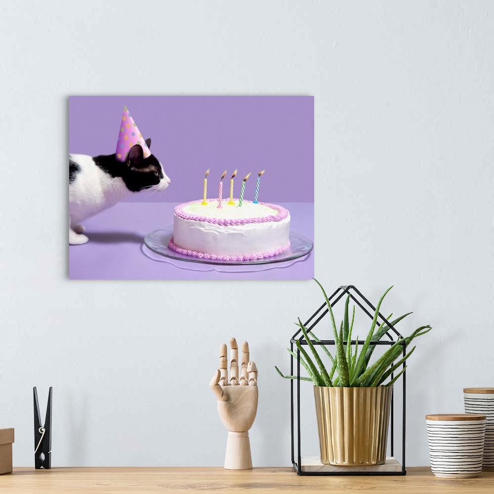 A bohemian room featuring Cat wearing birthday hat blowing out candles on birthday cake