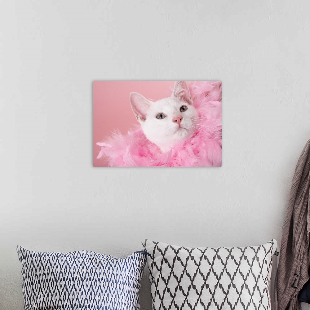 A bohemian room featuring Cat wearing feather boa