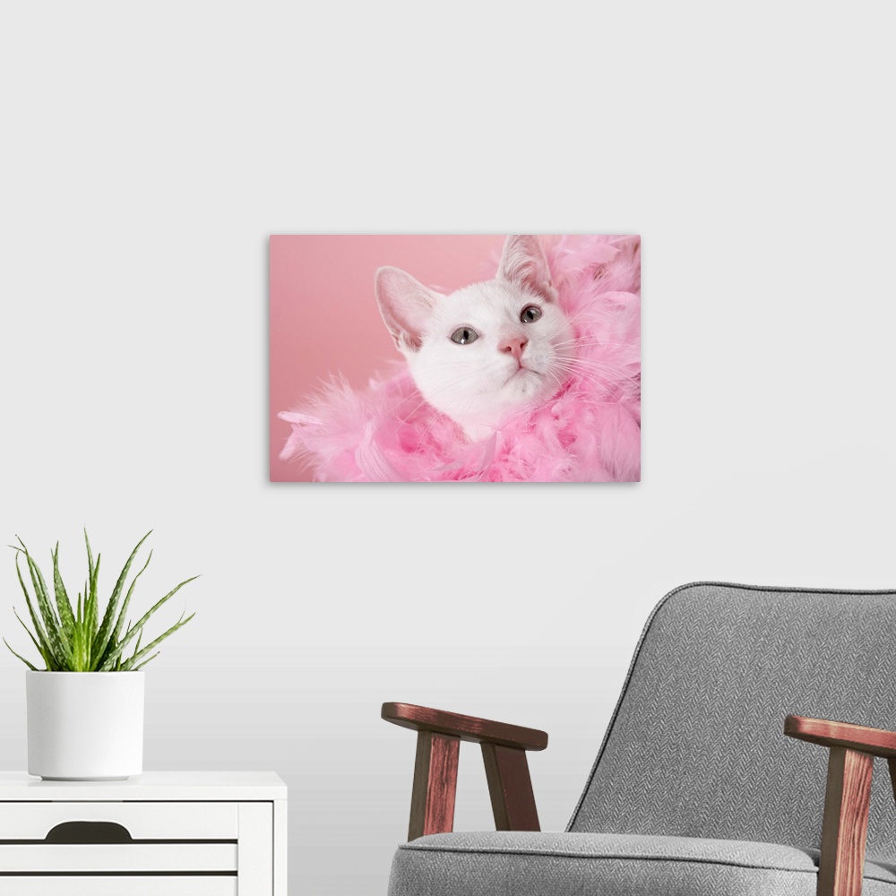 A modern room featuring Cat wearing feather boa