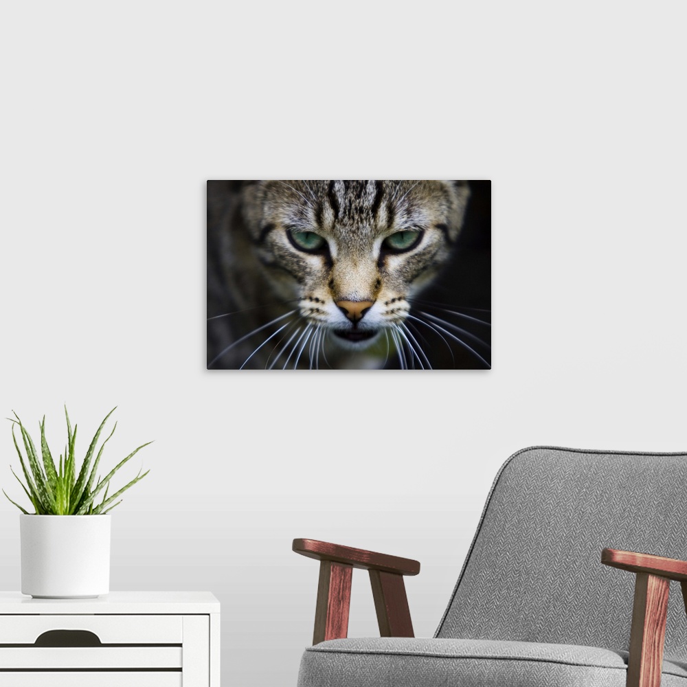 A modern room featuring Cat with whiskers and blue eyes.