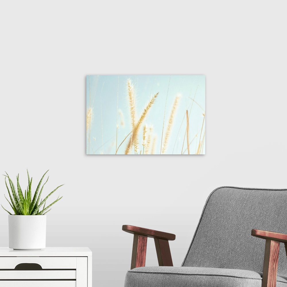 A modern room featuring Cattail grass in sunshine.