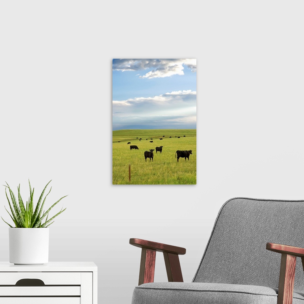A modern room featuring Cattle