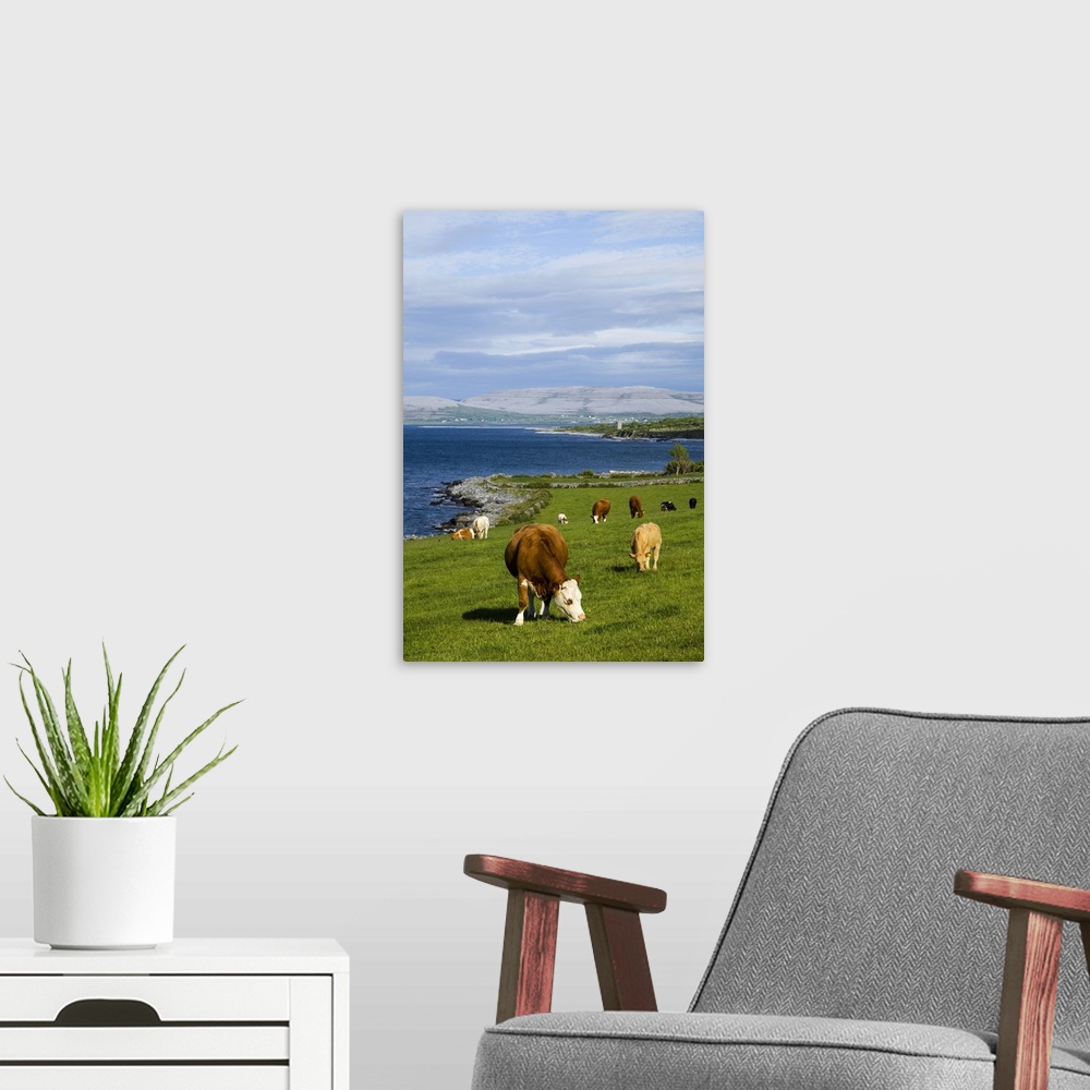 A modern room featuring Cattle graze along the coastline, County Clare, Ireland