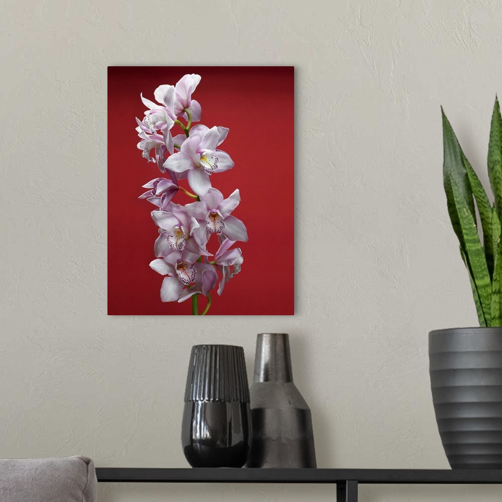 A modern room featuring Cattleya Orchid