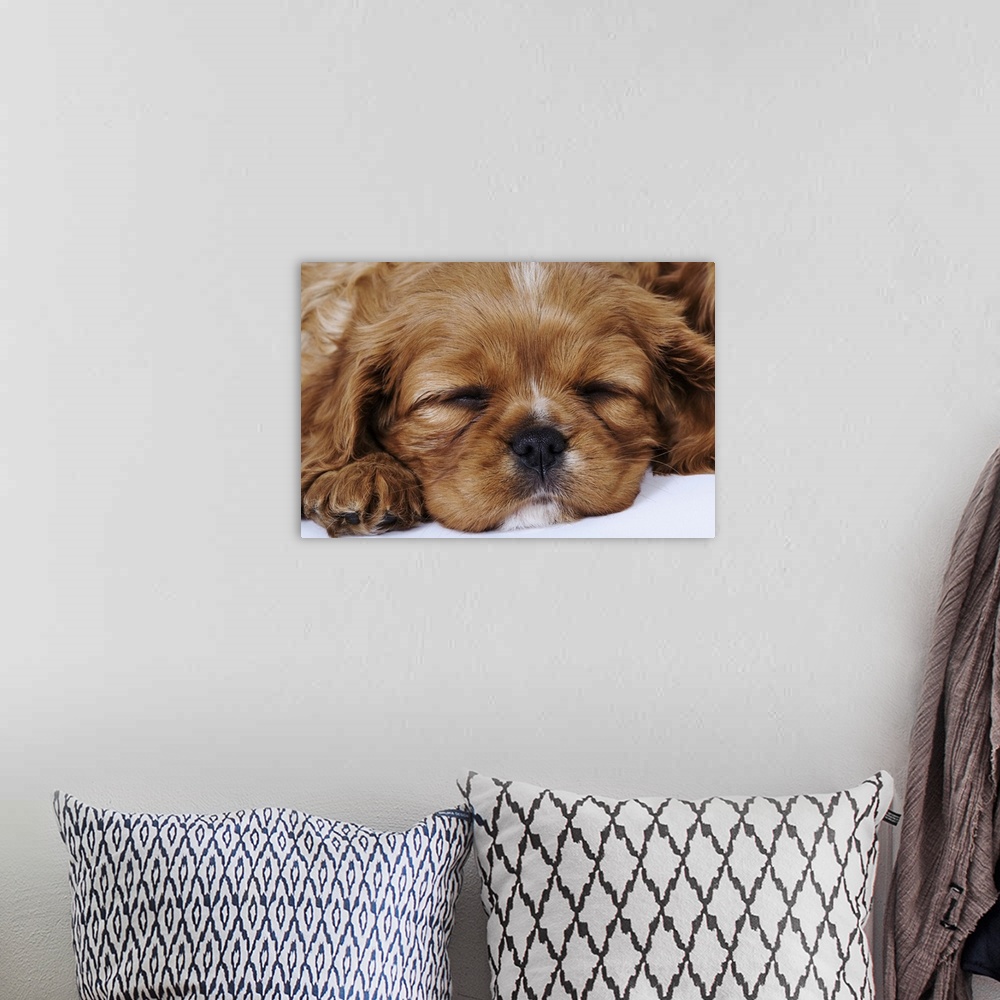 A bohemian room featuring Cavalier King Charles Spaniel puppy sleeping in studio, close-up