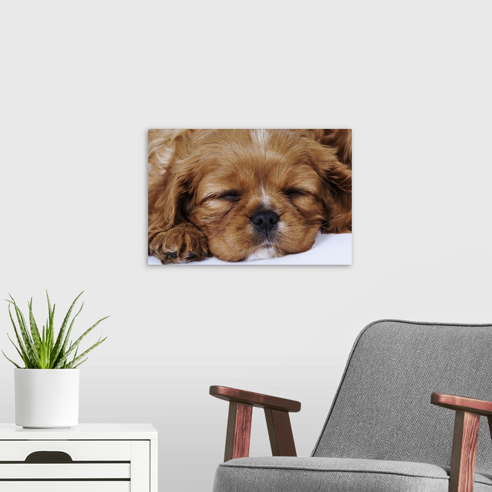A modern room featuring Cavalier King Charles Spaniel puppy sleeping in studio, close-up