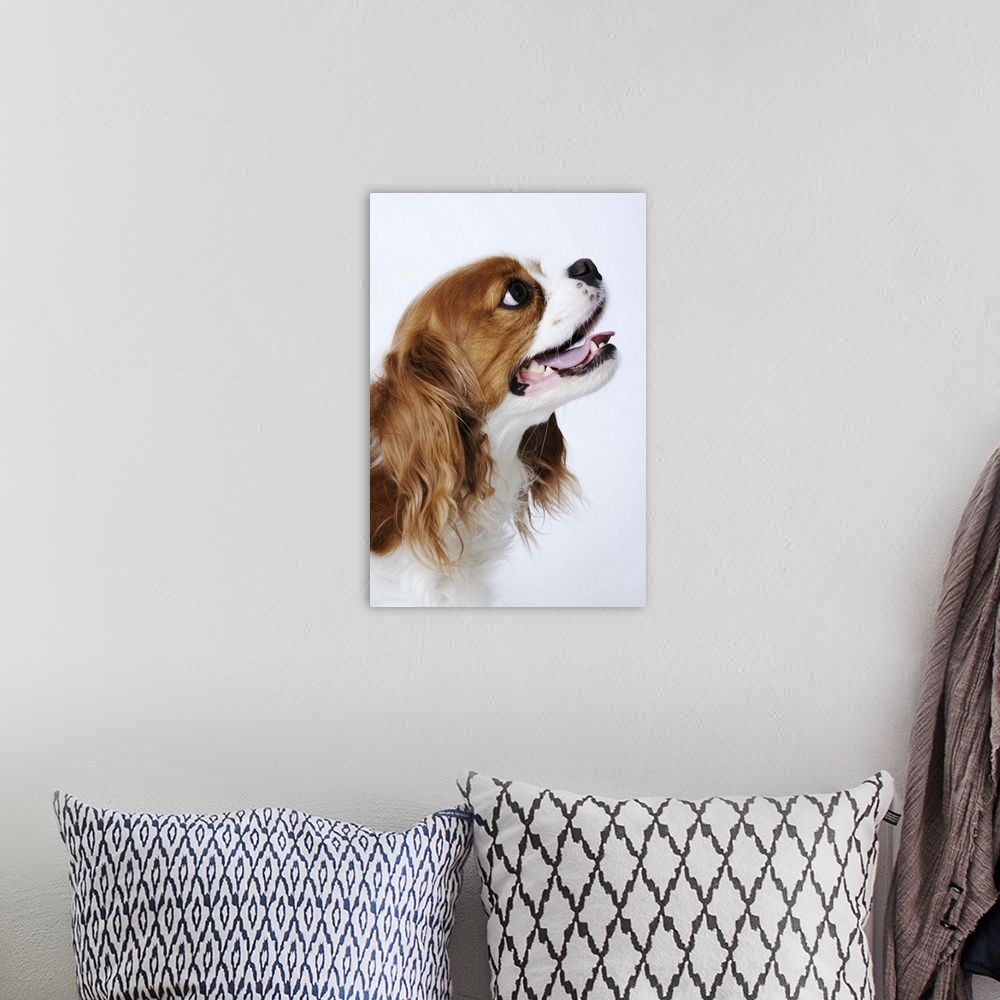A bohemian room featuring Cavalier King Charles Spaniel, side view, studio shot, close-up