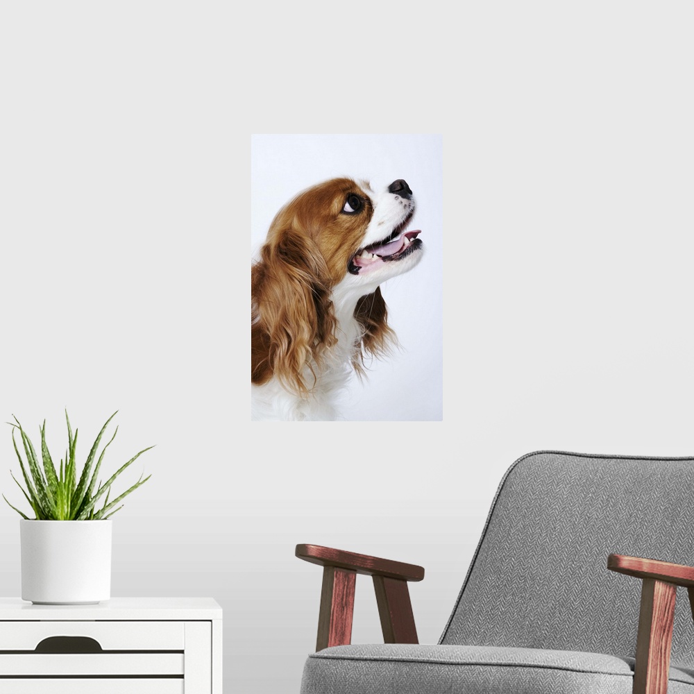 A modern room featuring Cavalier King Charles Spaniel, side view, studio shot, close-up