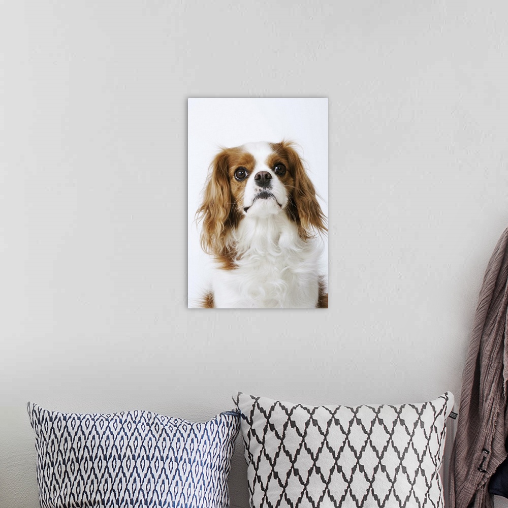 A bohemian room featuring Cavalier King Charles Spaniel sitting in studio