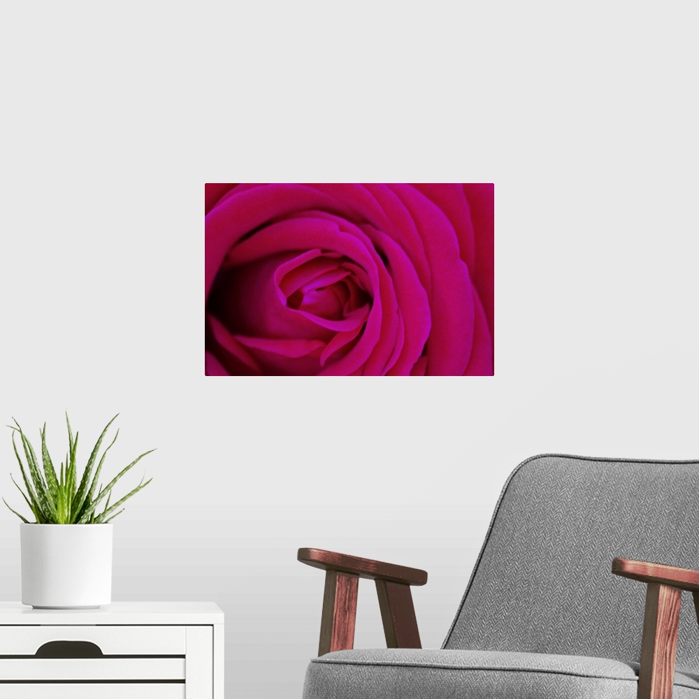 A modern room featuring Center and delicate petals of pink rose.