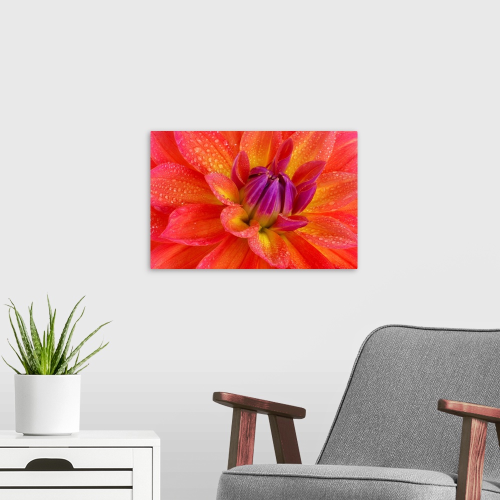 A modern room featuring Up close view of a bright flower petal printed on canvas.