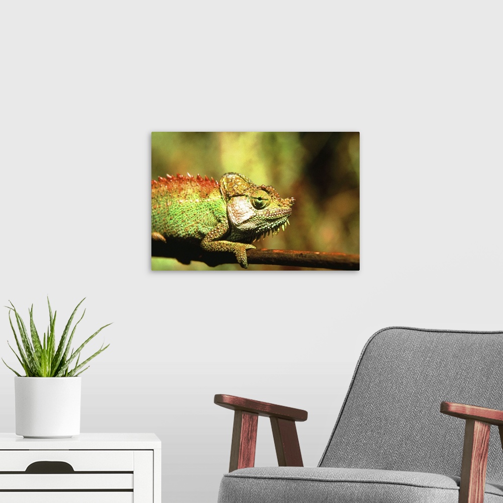 A modern room featuring Chameleon on branch, close-up