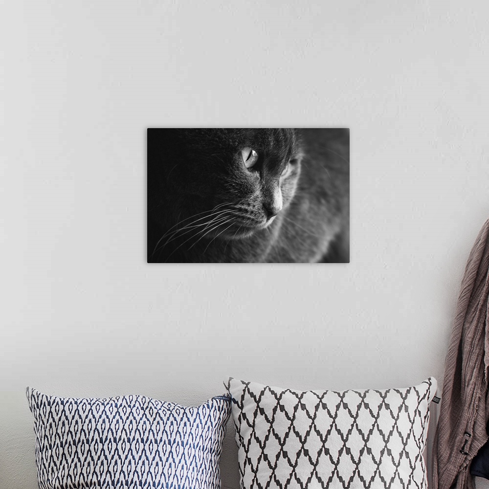 A bohemian room featuring Black and white picture of an adult female grey cat