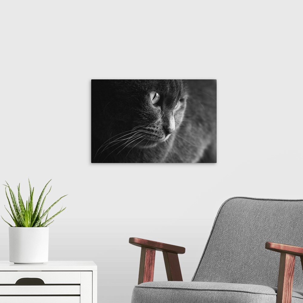 A modern room featuring Black and white picture of an adult female grey cat