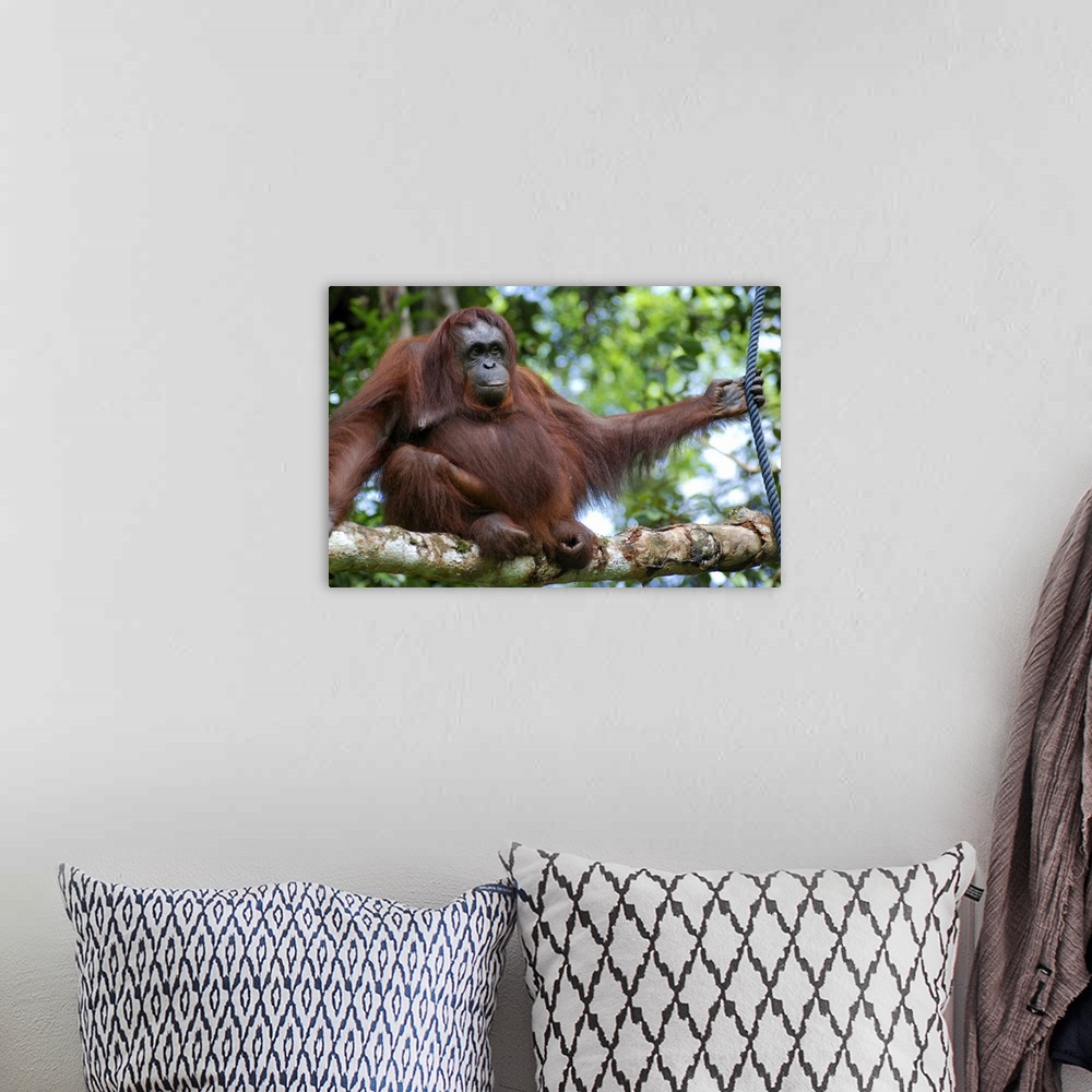 A bohemian room featuring Cheeky orangutan sitting on branch in Borneo.