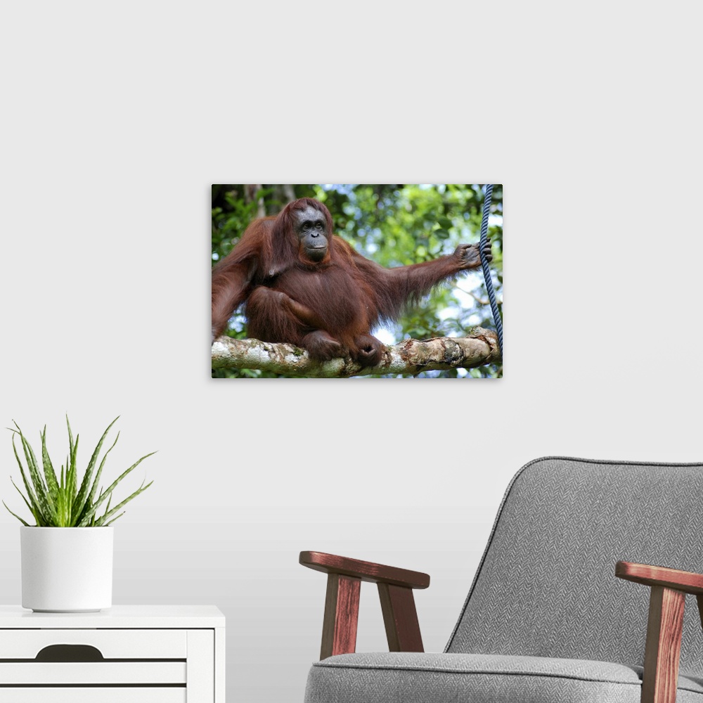 A modern room featuring Cheeky orangutan sitting on branch in Borneo.