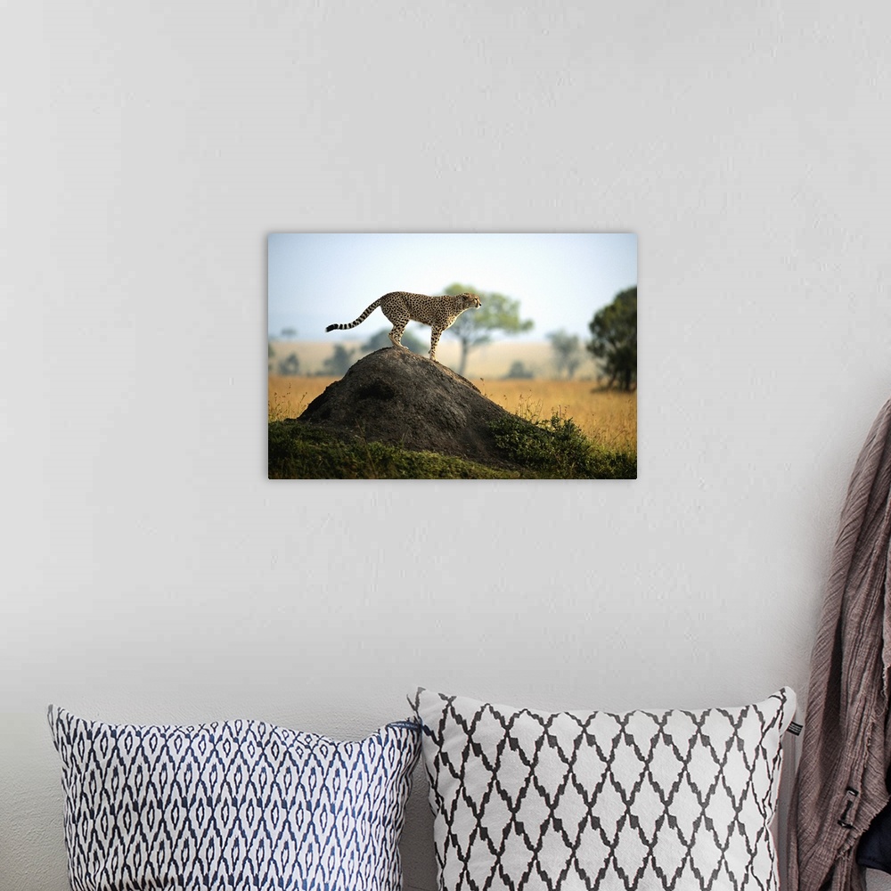A bohemian room featuring Cheetah (Acinonyx jubatus) standing on rock, side view, Masai Mara, Kenya