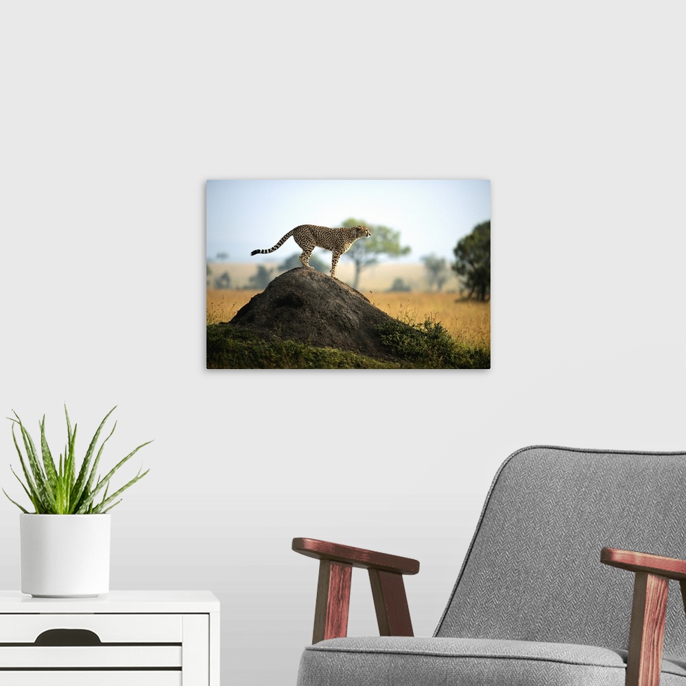A modern room featuring Cheetah (Acinonyx jubatus) standing on rock, side view, Masai Mara, Kenya