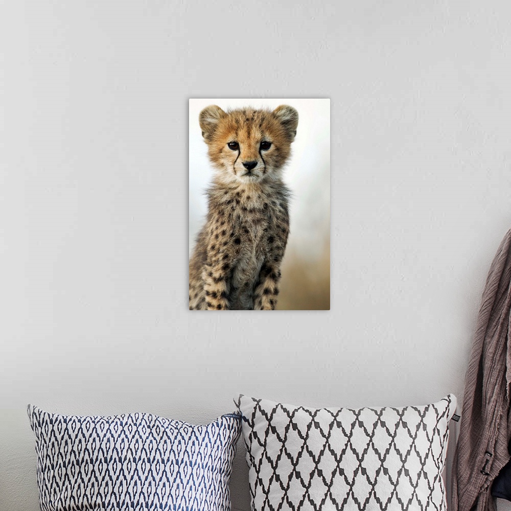 A bohemian room featuring Tanzania, Ngorongoro Conservation Area, Ndutu Plains, Close-up portrait of young Cheetah Cub (Aci...