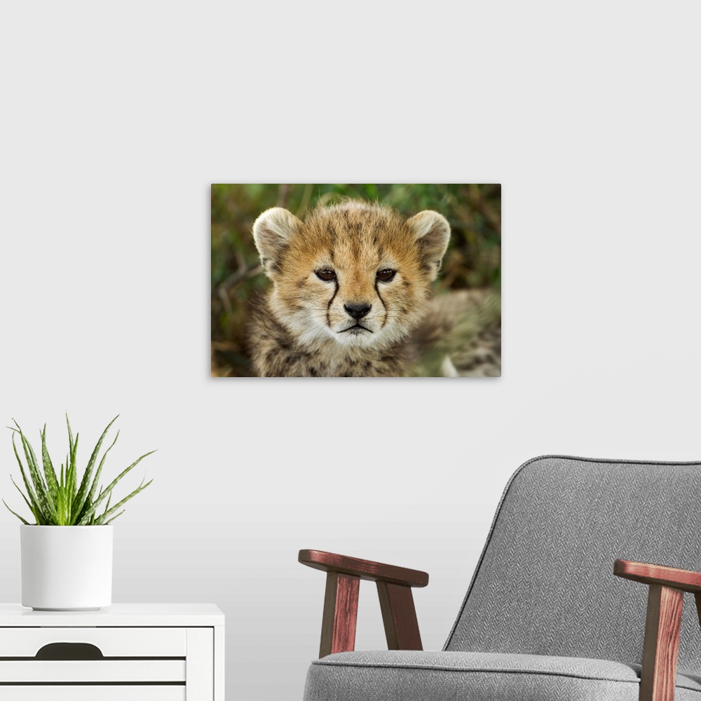 A modern room featuring Tanzania, Ngorongoro Conservation Area, Ndutu Plains, Close-up portrait of young Cheetah Cub (Aci...
