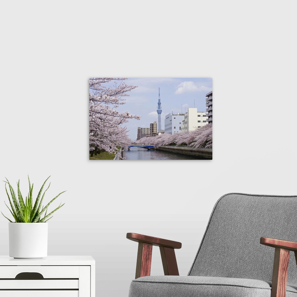 A modern room featuring Cherry blossom trees along river, Tokyo.