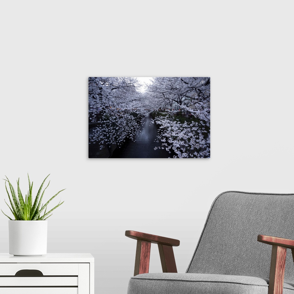 A modern room featuring Cherry blossoms at Meguro river