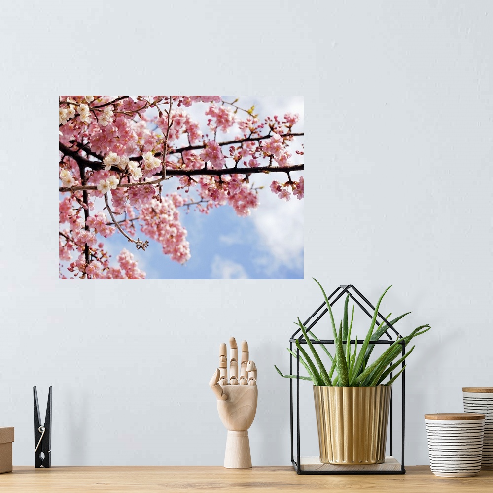 A bohemian room featuring This decorative floral wall art is a close up nature photograph of spring blossoms growing on a t...