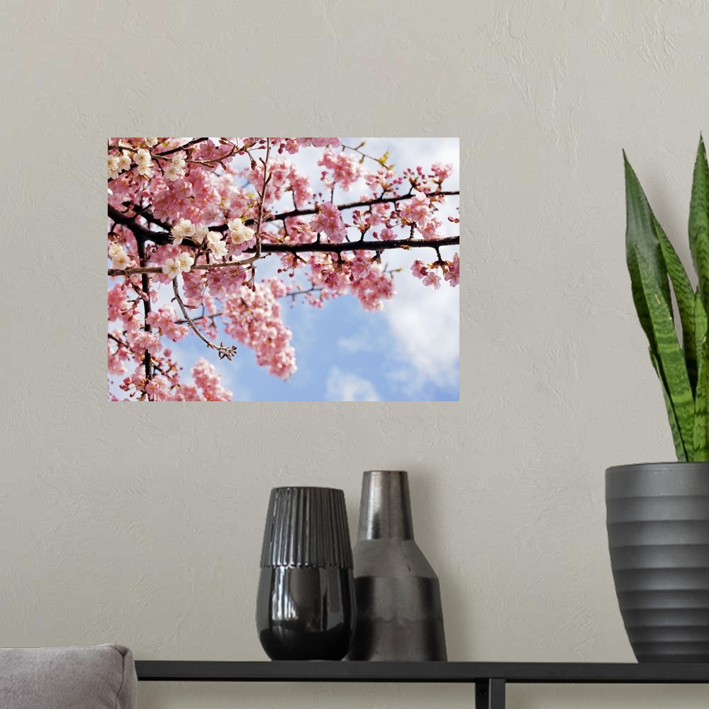 A modern room featuring This decorative floral wall art is a close up nature photograph of spring blossoms growing on a t...