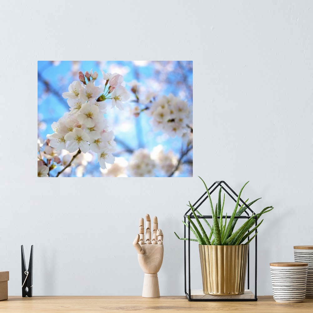 A bohemian room featuring Cherry blossoms with clear sky.
