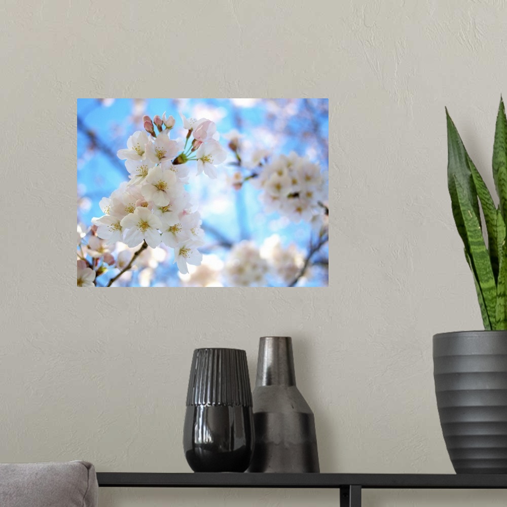 A modern room featuring Cherry blossoms with clear sky.