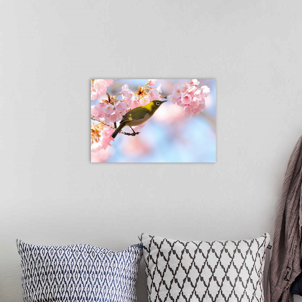 A bohemian room featuring Cherry blossoms with Japanese White-eye.