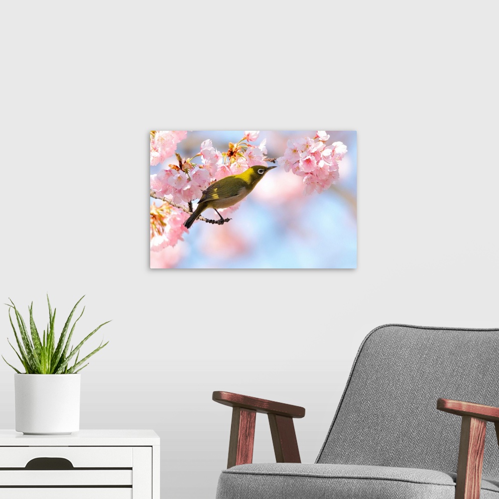 A modern room featuring Cherry blossoms with Japanese White-eye.