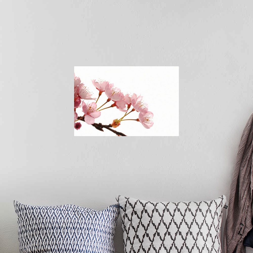 A bohemian room featuring Cherry Flowers, Close Up, White Background