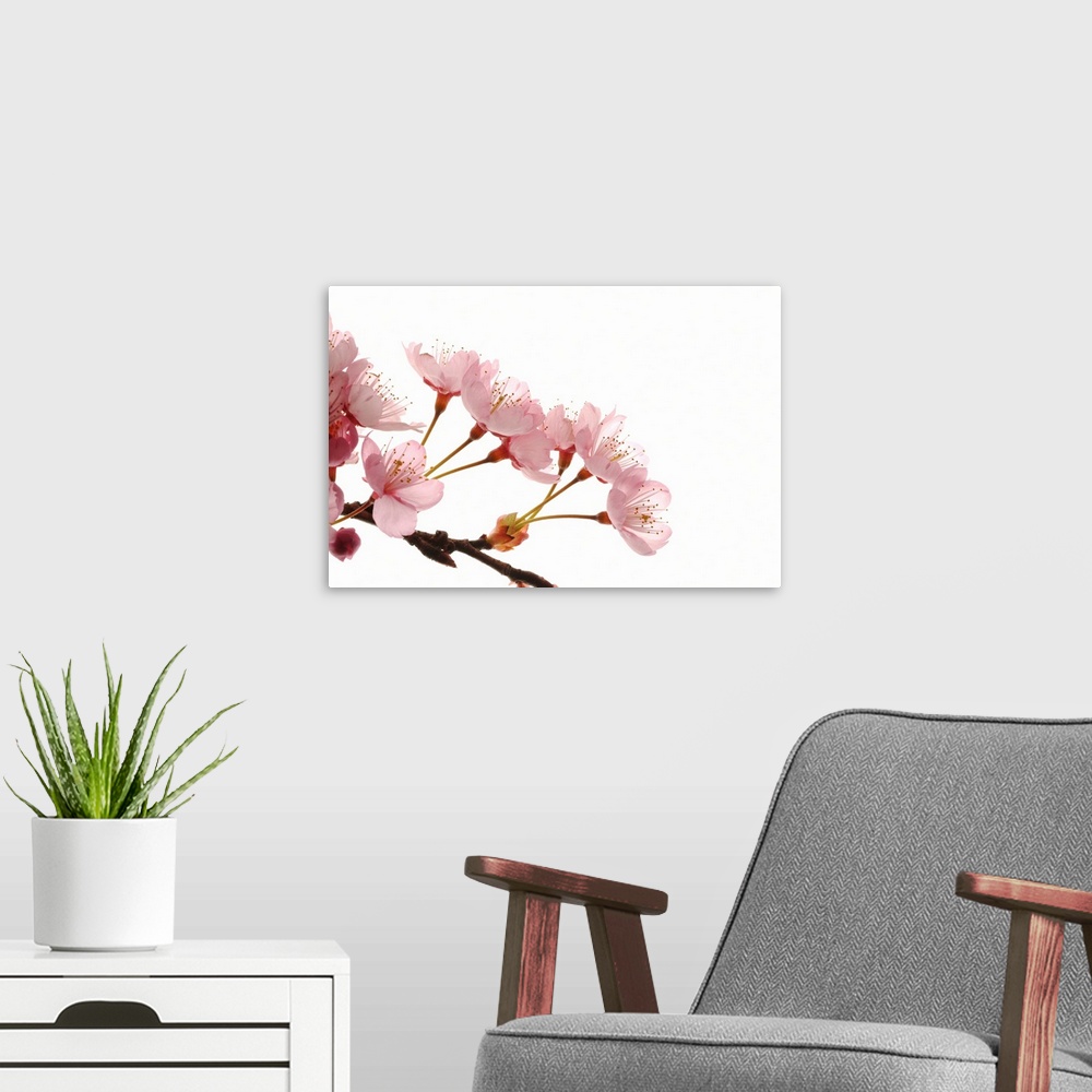 A modern room featuring Cherry Flowers, Close Up, White Background