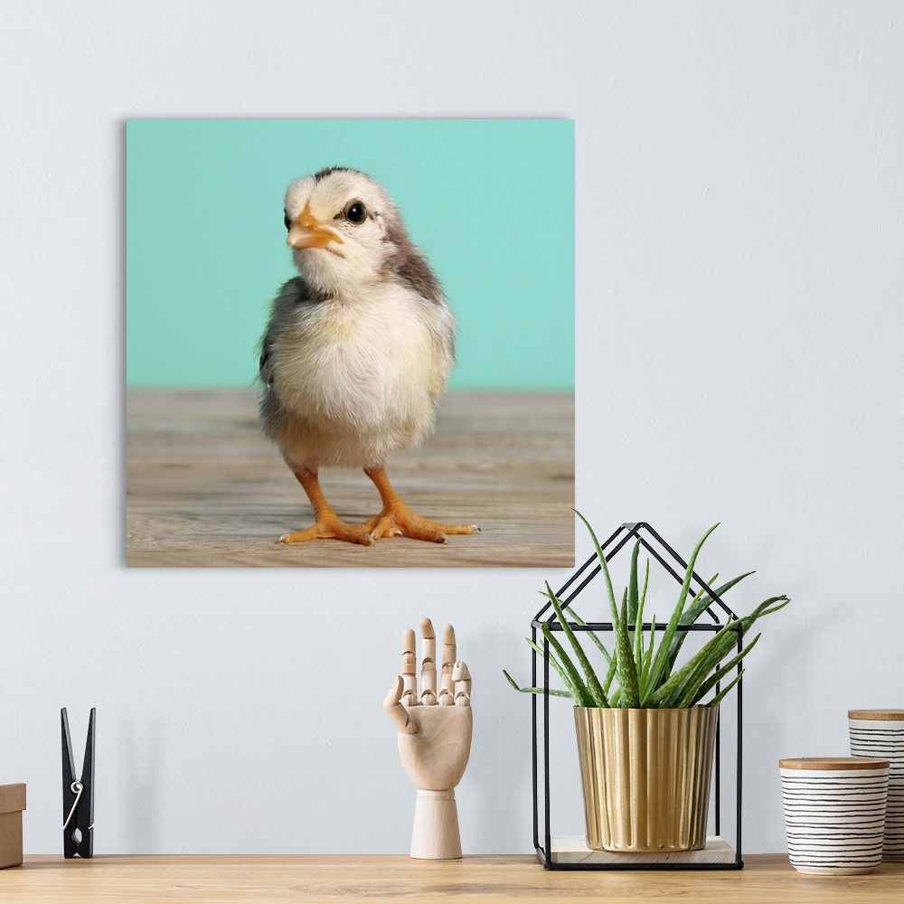 A bohemian room featuring Chick on wood, blue, square format.