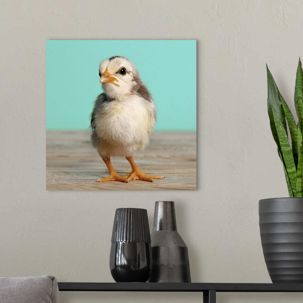 A modern room featuring Chick on wood, blue, square format.