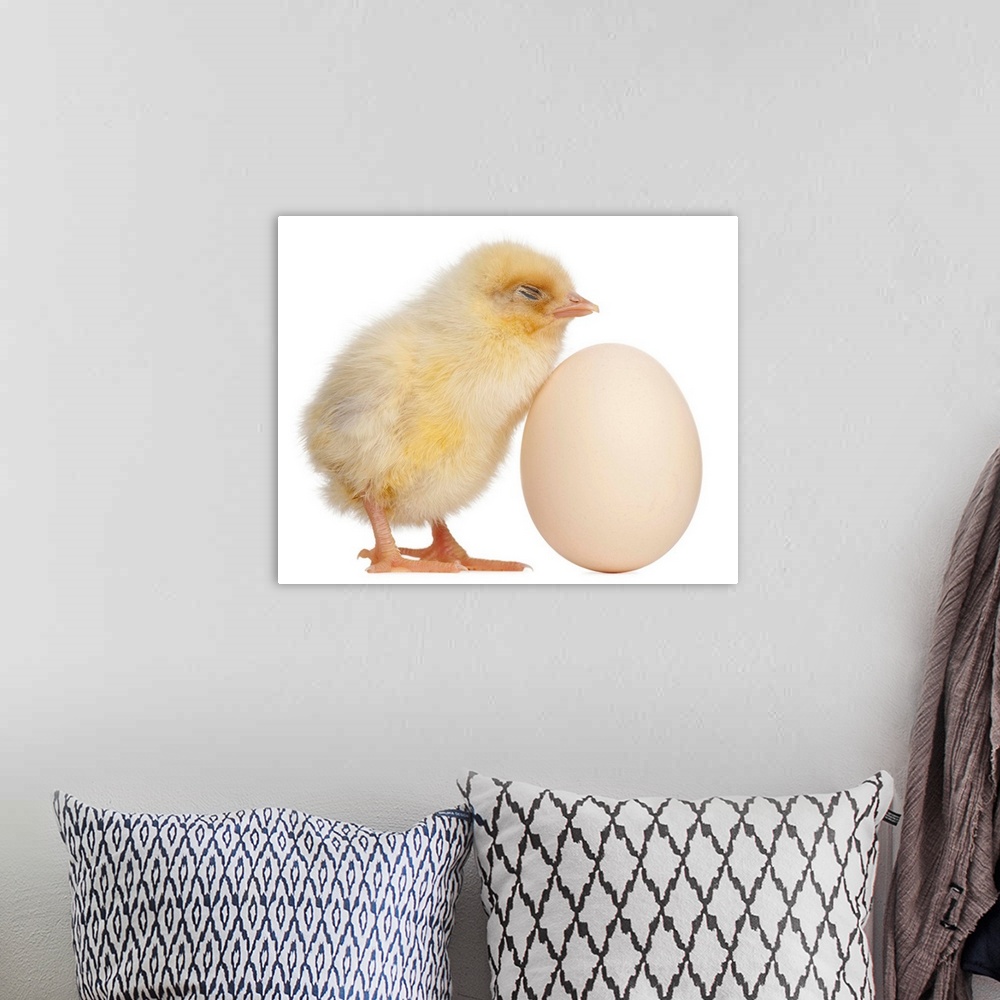 A bohemian room featuring Chick with egg (2 days old)