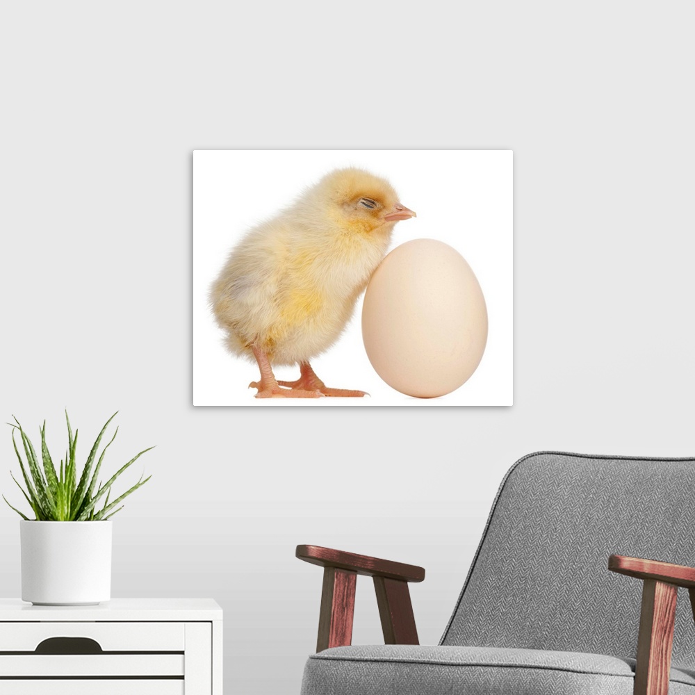 A modern room featuring Chick with egg (2 days old)