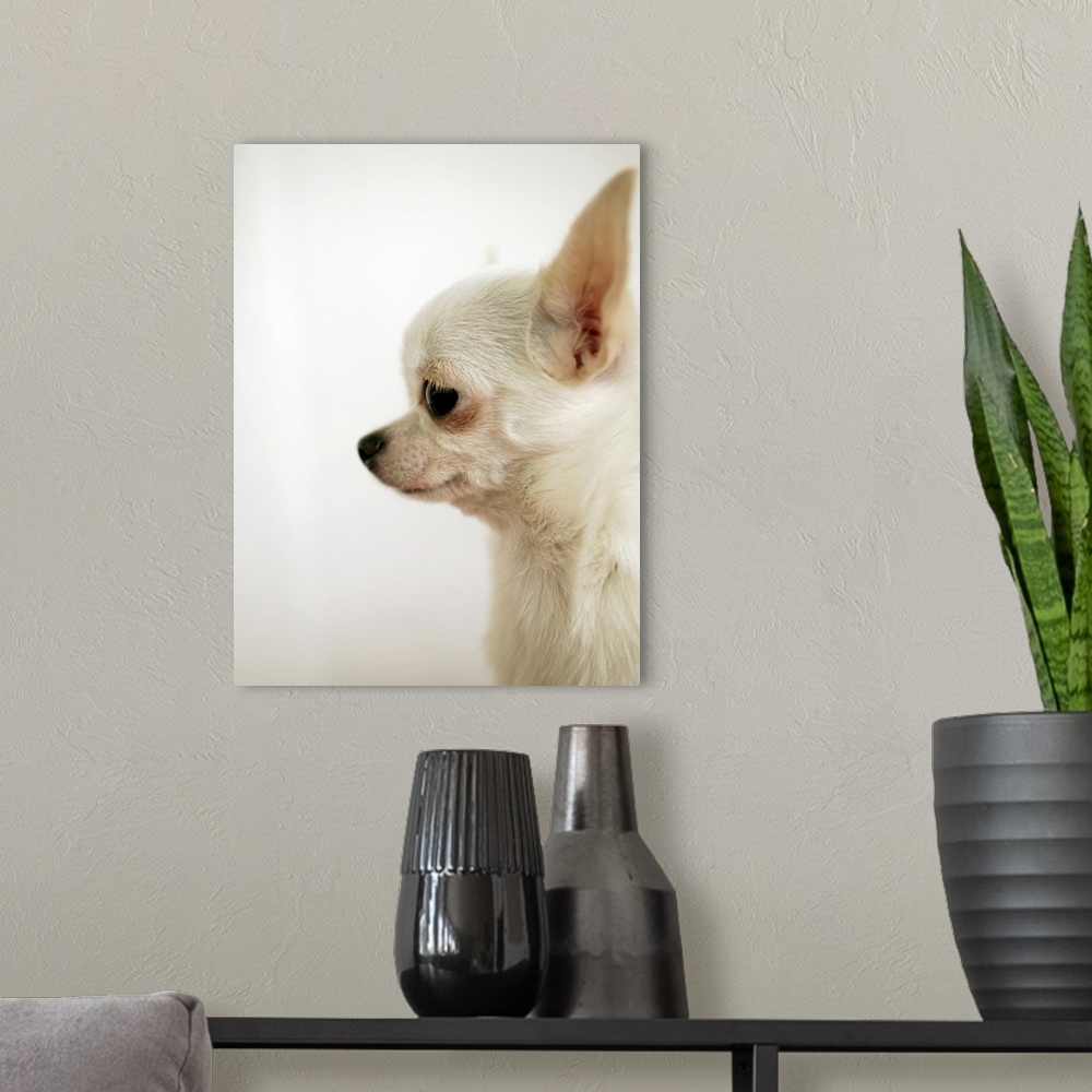 A modern room featuring Chihuahua
