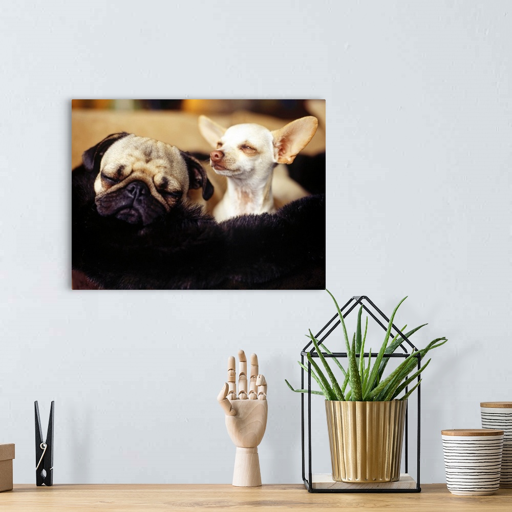 A bohemian room featuring Chihuahua and Pug side by side, close-up