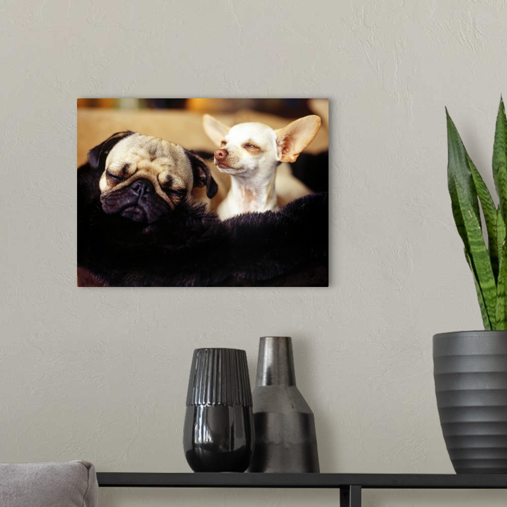 A modern room featuring Chihuahua and Pug side by side, close-up